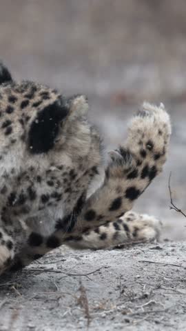  Vertical video, a cheetah grooming itself.