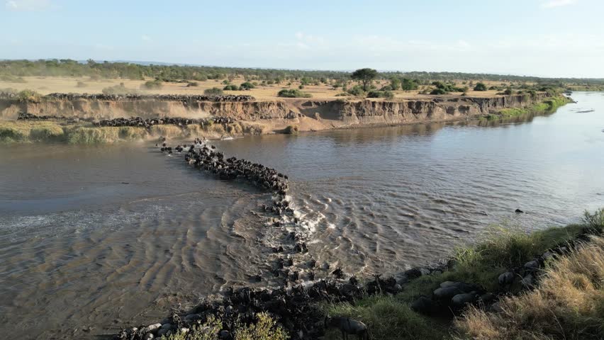 Wild beast migration in serengeti Tanzania