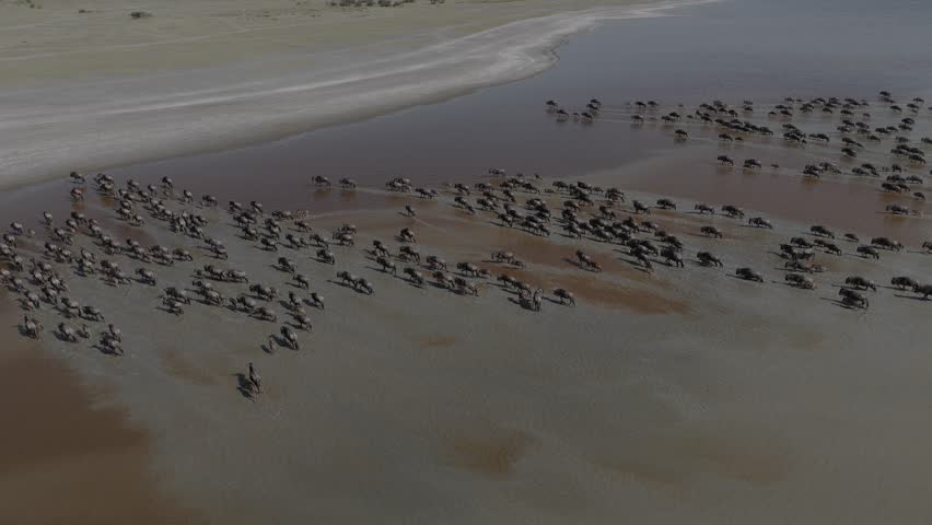 Wild beast migration in Tanzania Ndutu
