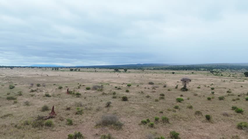 landscape of serengeti park empty without animals- tanzania park