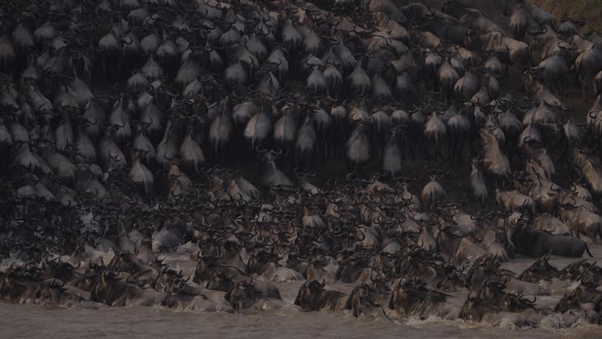 Wild beast migration from kenya Tanzania. VIDEO SHOT OF MIGRATION FROM TZ TO KENYA