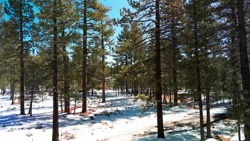 Coniferous Forest In Big Bear Lake In California During Winter - Drone Shot