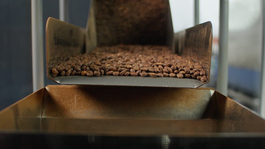 Close up falling roasted coffee beans from industrial processing roasting machine in modern factory brown aromatic cocoa grains pouring into container automated production at food manufacturing plant