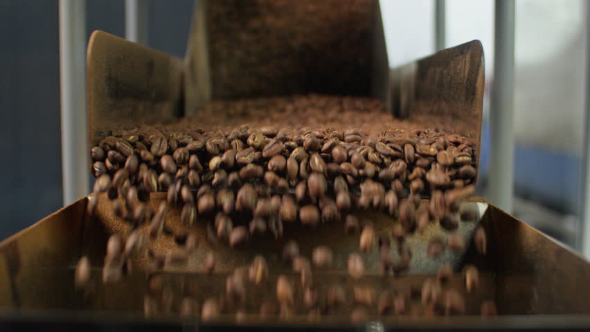 Close up falling roasted coffee beans from industrial processing roasting machine in modern factory brown aromatic cocoa grains pouring into container automated production at food manufacturing plant
