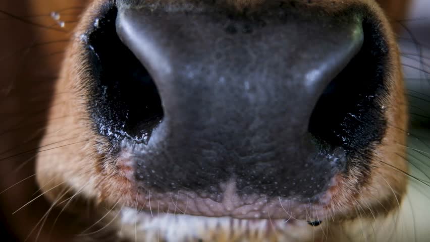 The beautiful and abstract texture of an animal's muzzle A Study in Natural Textures