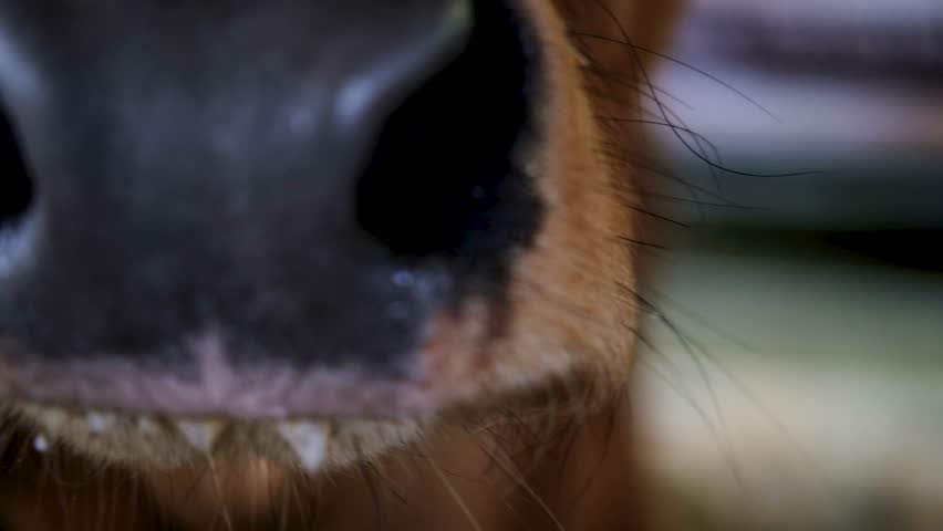 An extreme macro video of the details of a cow's muzzle The Abstract Beauty of Animal Life