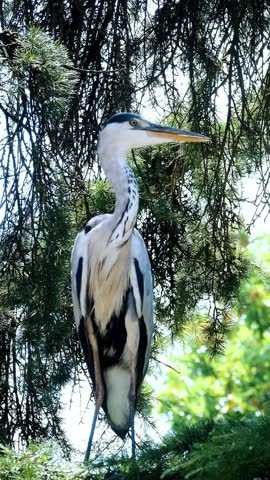 Great Blue Heron Standing Amid Lush Greenery in a Tranquil Forest Setting.