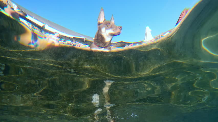 View through water from underwater onto dog standing in water and looking out to sea. Dog wants to swam in sea to cool off. Doggy wanted refreshes itself from sweltering summer heat by swims in sea