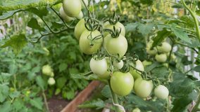 Tomatoes ripening on the vine inside a greenhouse. Organic farming and home gardening ensure a fresh, pesticide-free harvest for a healthy lifestyle - Powered by Shutterstock - Get 15% off with code: PIKWIZARD15