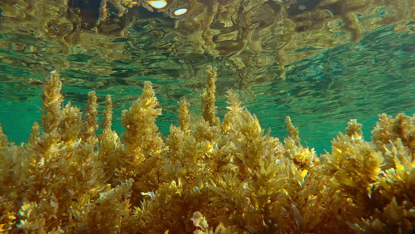 Bottom view of Sargassum brown seaweed reflected in surface of water on shallow water in sunlight, Close-up. Underwater landscape of Sargassum algae in sunshine