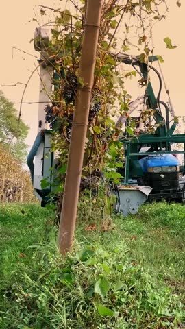 Grape harvest. Rows of vine in vineyards. Grape harvesting machine. Machine harvesting of vineyard. Grape harvester in working. Grape Growing. Winery and Wine Business.