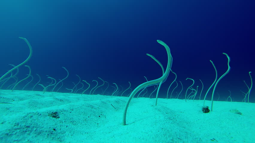 Long, Spotted Garden eels (Gorgasia sillneri) emerge from sandy seabed, and wriggling in dancing to feed on plankton in clear blue ocean.