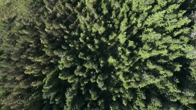 Top Down Vertical Aerial View of Lakeside Pine Tree Forest - Sunny Day - Powered by Shutterstock - Get 15% off with code: PIKWIZARD15