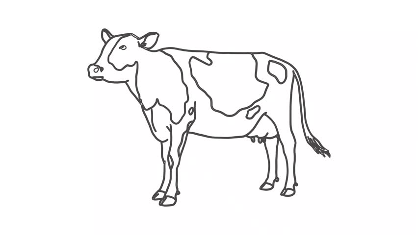 Minimalistic Cow Continuous Line Animation – Hand-Drawn 4K Motion Graphics with Alpha Channel