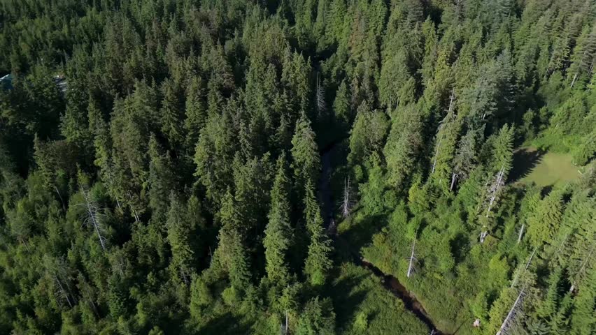 Dense Coniferous Forest with Small Creek - Aerial Reveal Landscape