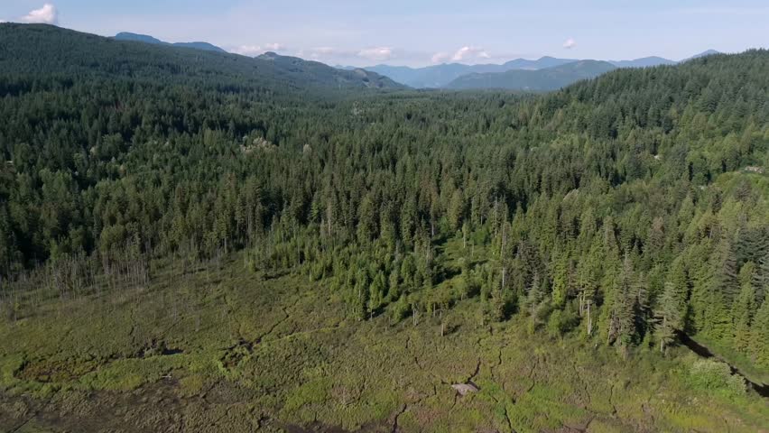 Green Pine Tree Forest and Swamp-like Wetland, Aerial British Columbia