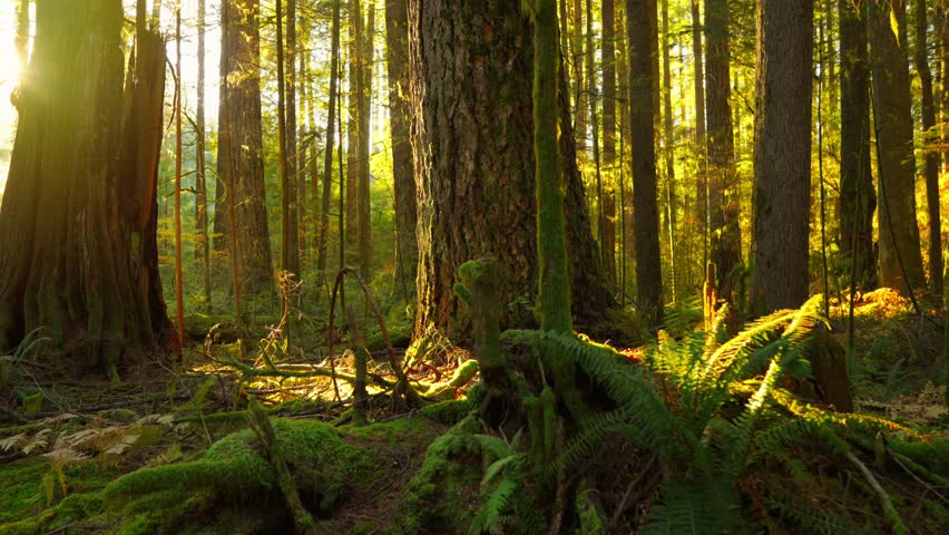 Moving through the lush green forest at sunset. Stunning Canadian nature.