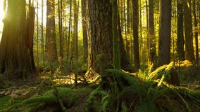 Moving through the lush green forest at sunset. Stunning Canadian nature. - Powered by Shutterstock - Get 15% off with code: PIKWIZARD15