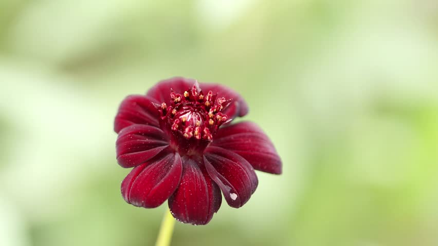 Close-up of a chocolate flower, beautiful chocolate flower in full bloom, wine-red petals gently blowing in the wind, pollen dust on purple flowers, Cosmos atrosanguineus