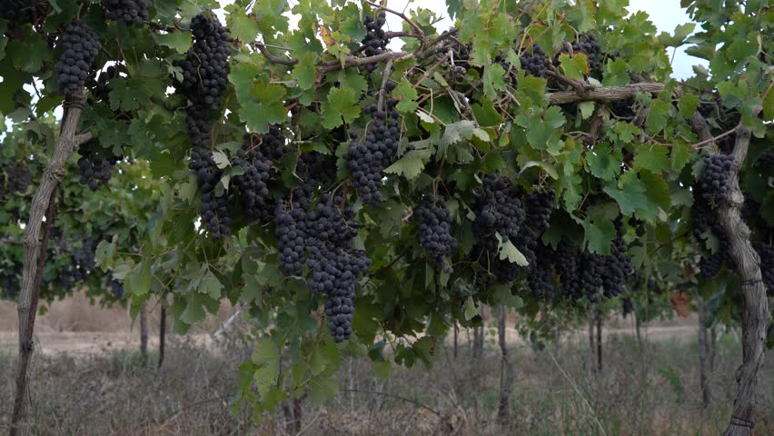 Vineyard Abundance: Ripe Purple Grapes Ready for Wine Production