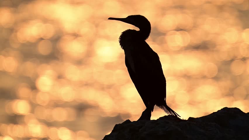 Silhouette of Socotra cormorant wandering at the rocky shore in morining sun background