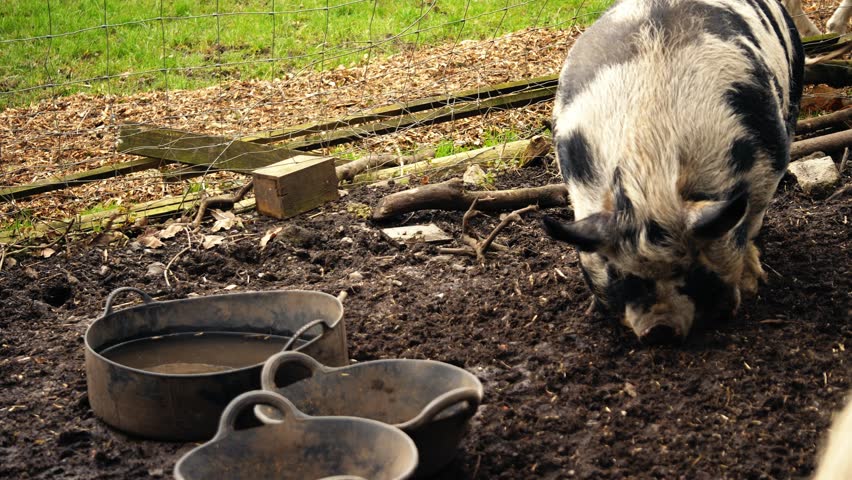 Pig in dirt looking for food medium 4k shot selective focus