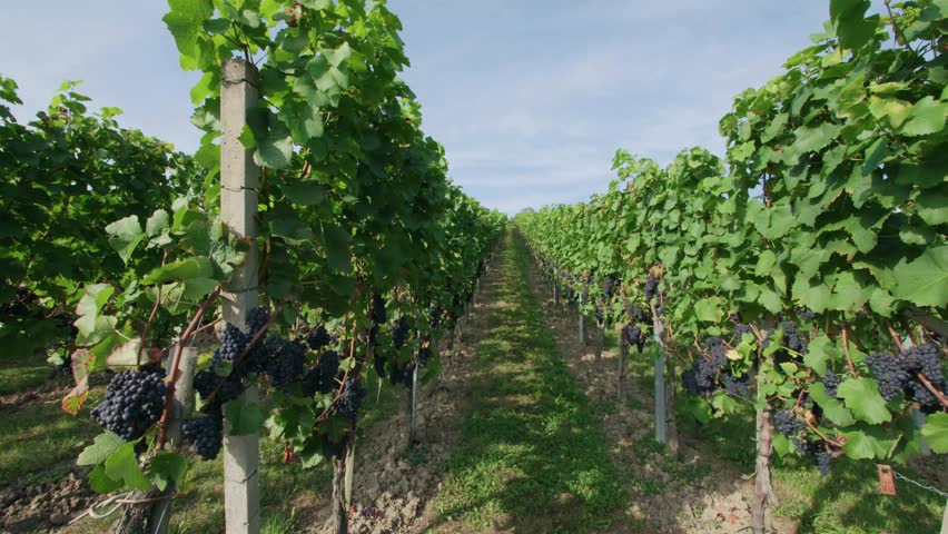 Red Grapes on Vines in September