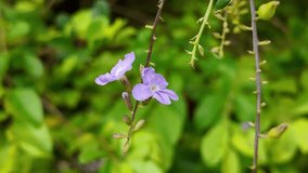 4K footage of Duranta erecta 'Golden Leaves' with fresh morning dew, perfect for botanical research, plant science, educational content, nature documentaries, and subtropical garden biodiversity proje - Powered by Shutterstock - Get 15% off with code: PIKWIZARD15