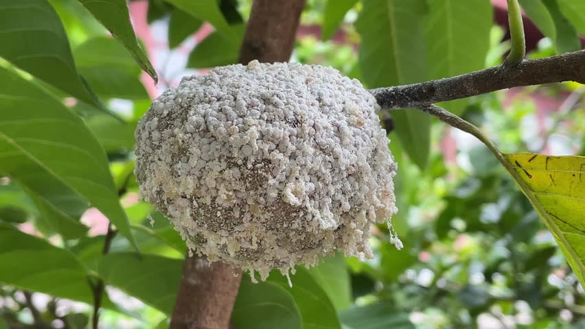 Closeup of Agricultural Pests Destroying Sugar Apple Fruit .