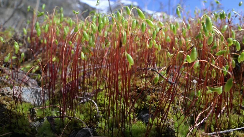 hair cap moss, moss head, moss sporangium, sun, detail, spores, reproduction, horizontal, spring, spore, closeup, haircap, environment, outdoors, botany, macro, nature, sporophyte, capsules, mountain,