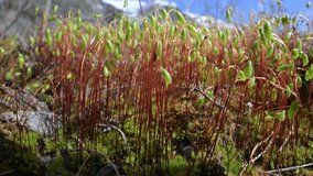 hair cap moss, moss head, moss sporangium, sun, detail, spores, reproduction, horizontal, spring, spore, closeup, haircap, environment, outdoors, botany, macro, nature, sporophyte, capsules, mountain, - Powered by Shutterstock - Get 15% off with code: PIKWIZARD15