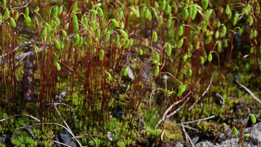 hair cap moss, moss head, moss sporangium, sun, detail, spores, reproduction, horizontal, spring, spore, closeup, haircap, environment, outdoors, botany, macro, nature, sporophyte, capsules, mountain,