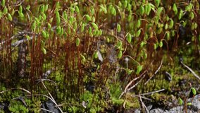 hair cap moss, moss head, moss sporangium, sun, detail, spores, reproduction, horizontal, spring, spore, closeup, haircap, environment, outdoors, botany, macro, nature, sporophyte, capsules, mountain, - Powered by Shutterstock - Get 15% off with code: PIKWIZARD15