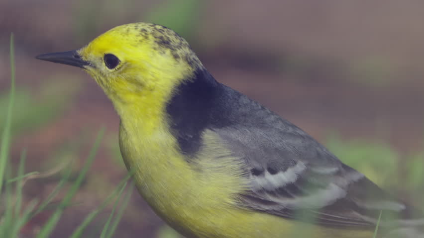 Yellow-headed Wagtail(Motacilla flava). Yellow bird close-up. Slow motion.