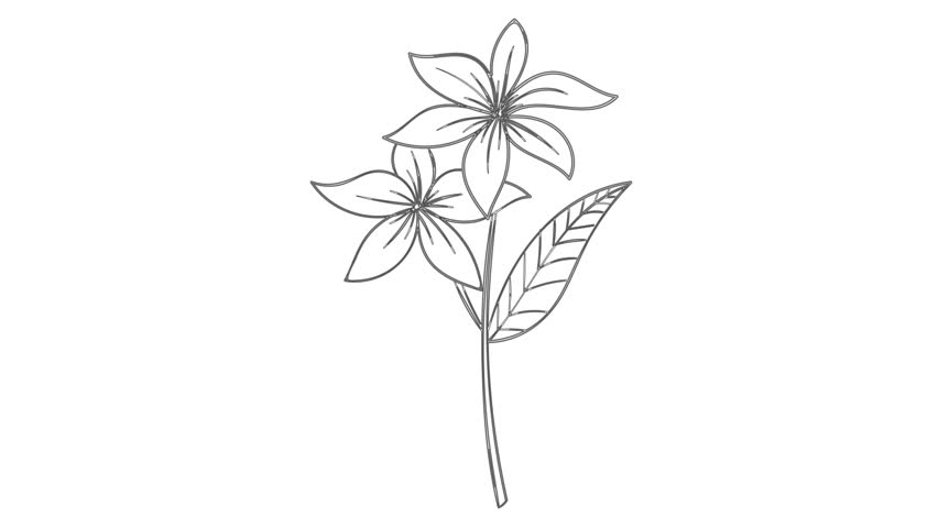Minimalistic Flower and Four-Leaf Clover Continuous Line Animation – Hand-Drawn 4K Motion Graphics with Alpha Channel