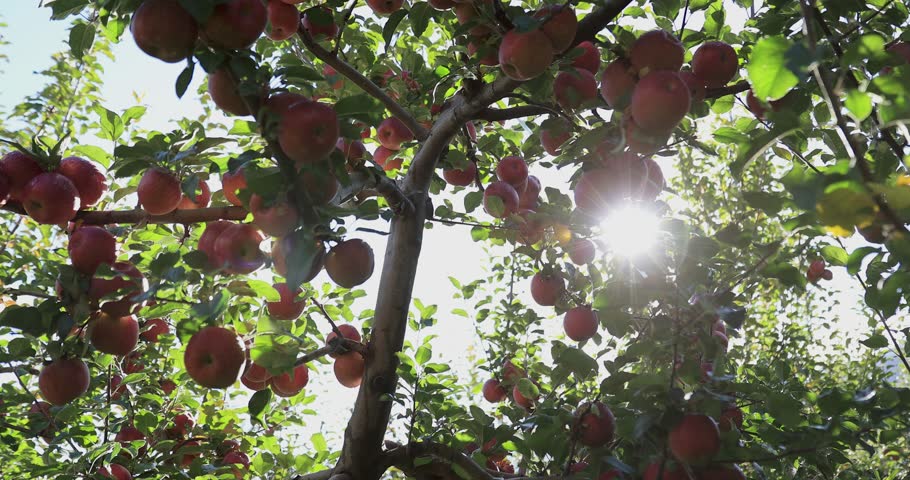  Apple picking in autumn orchard