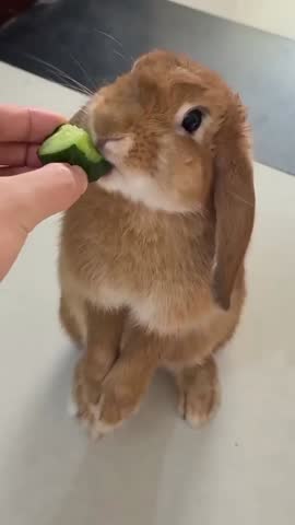 Pet Rabbit Enjoying a Healthy Cucumber Treat.