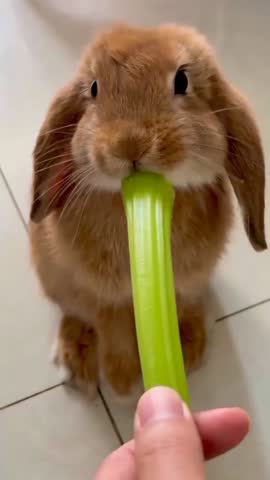 Pet Rabbit Enjoying a Healthy Snack from a Hand.