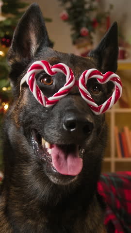 Dog wearing christmas hat close-up. Malinois bard posing, breathing with tongue out. Black puppy dressed in costume, sitting near decorated fur tree. New year holidays concept.
