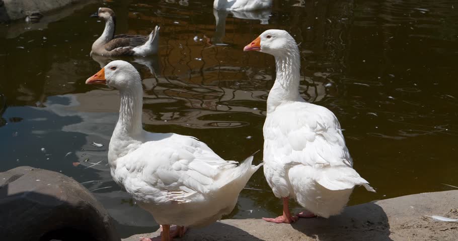 Two white geese are standing on the shore of a pond. Waterfowl