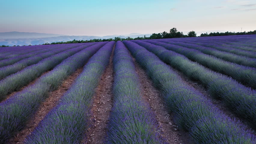 Blooming lavender fields with blue lavender flowers in summer France. Farm for the production of lavender oil. 