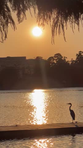 Tranquil scene with an egret watching sunset in Woodlands lake of Houston, Texas