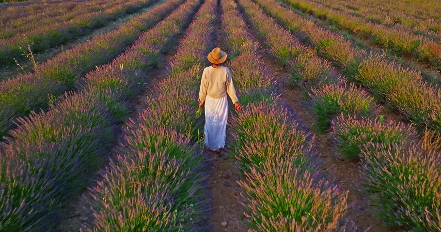 Aerial view of beautiful lavender field at sunset. A girl in a long dress and hat walks between rows of blooming lavender fields. Valensole, Provence, France 