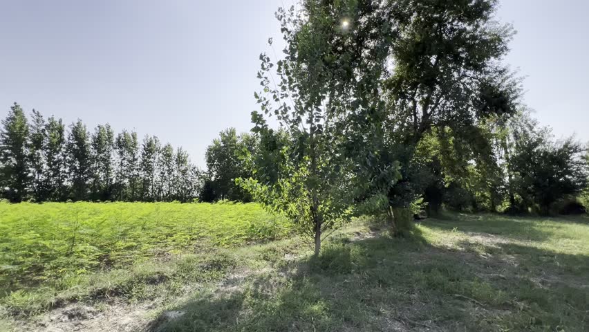 A serene rural landscape featuring a green field with rows of trees in the background. The bright, clear sky and lush vegetation evoke a peaceful, natural environment, perfect for showcasing the beaut