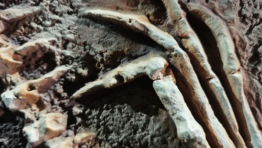 Dinosaur fossil bones at excavation site