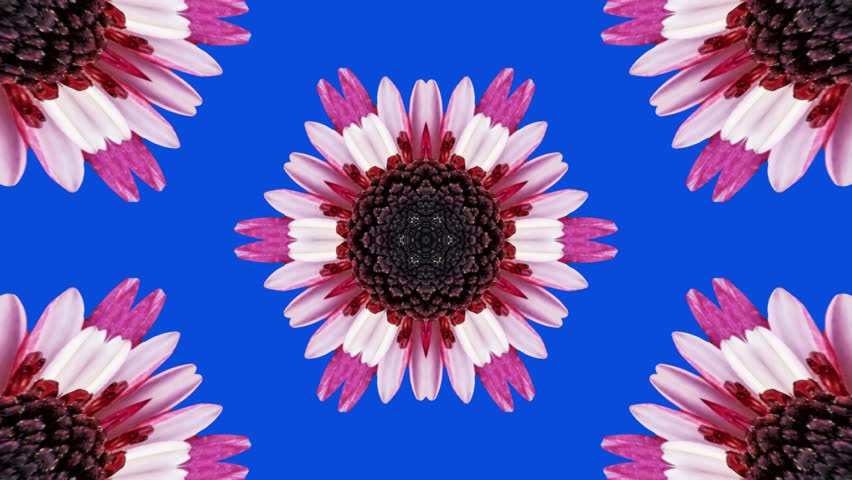 Abstract floral background with chrysanthemum mandala kaleidoscope symmetry, hexagonal ornamental flower grid glowing on blue canvas, seamless geometric animation with rhythmic elegance. - Powered by Shutterstock - Get 15% off with code: PIKWIZARD15