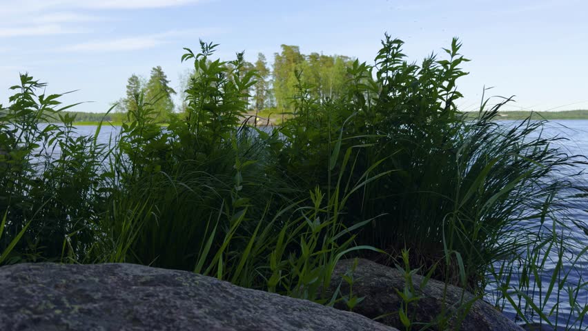 A wide, eye-level shot of a small, uninhabited island covered in green trees, situated in the middle of a vast, calm lake. The scene is framed by tree branches in the foreground, creating a natural