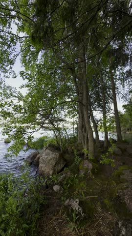 A low-angle shot from a rocky shore looking up at a cluster of tall, thin trees with lush green leaves and a mossy forest floor. The image captures the serene beauty of a forest meeting a lake, with