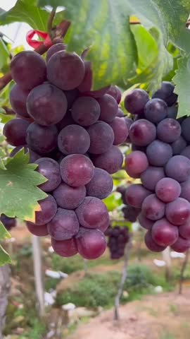 A Close-Up of a Ripe Bunch of Purple Grapes on a Vine.