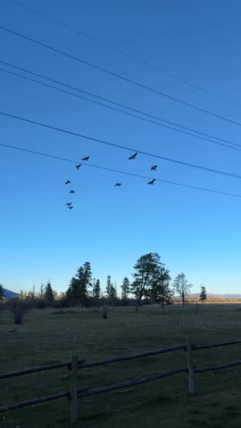 Canadian Geese honking and flying in a v-formation over a rural field and power lines in the Teton Range of the Rocky Mountains at blue hour